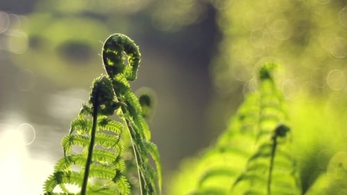 Ferns In The Forest