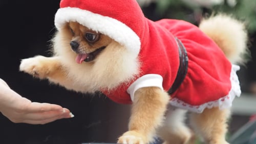 Christmas Dog