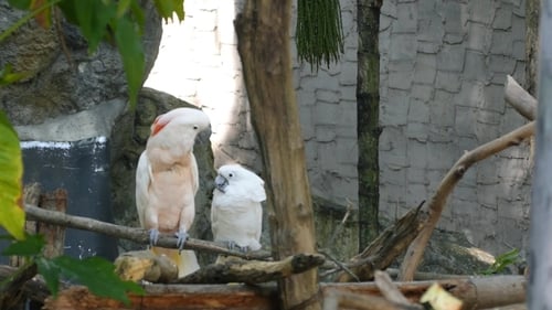 Two Cockatoo Parrots Flirting On The Tree
