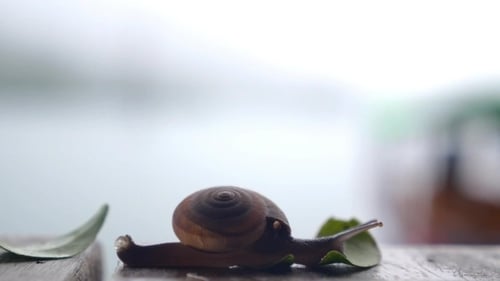 Krabbeln mit Schnecken