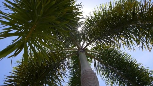 Palm Trees Against Blue Sky in Tropical Location