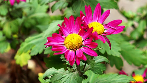Herbstliche rote Blume