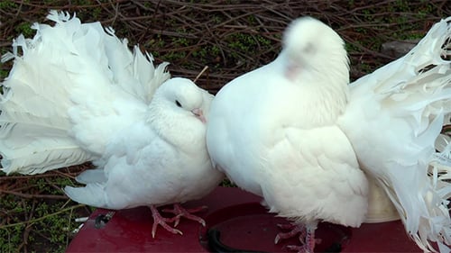 Hermosas palomas blancas