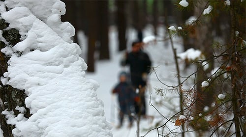 Winter Forest