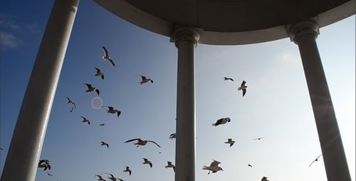 Majestic Seagulls Flying Freely Under Classical Structure