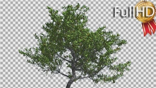 Roter Mangroven-kleiner dünner Baum schwankt im Wind