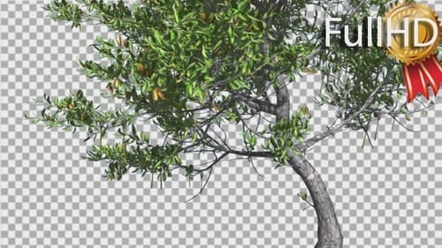 Roter Mangroven-kleiner dünner Baum schwankt im Wind