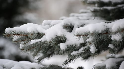 Die Zweige der Fichte im Schnee im Park