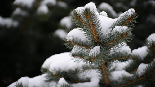 Die Zweige der Fichte im Schnee im Park