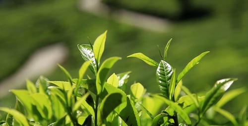 Tea Leaves