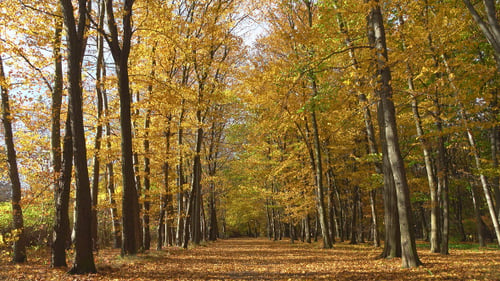 Autumn & Park