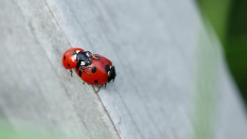 Ladybugs Close Up on a Wooden Surface