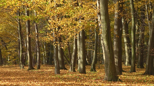 Autumn