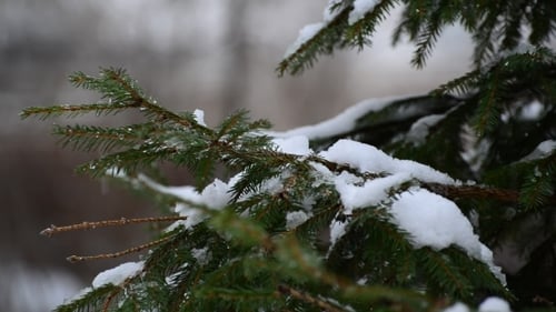 The Branches Of Spruce In Snow In At Park