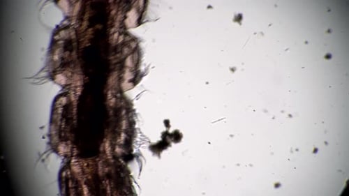 Gros plan de chironomidae de moustique de larve de corps transparent au microscope