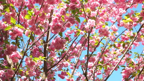 Pink Sakura Flowers Close Up
