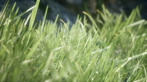 Frisches grünes Gras im Wald