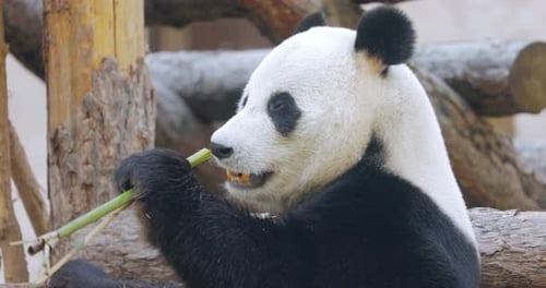 Giant Panda Ailuropoda Melanoleuca Also Known As the Panda Bear or Simply the Panda