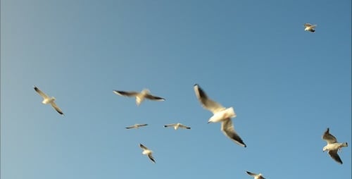 Möwen 5