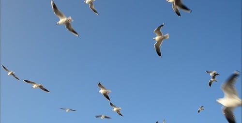 Seagulls Flying in a Clear Blue Sky