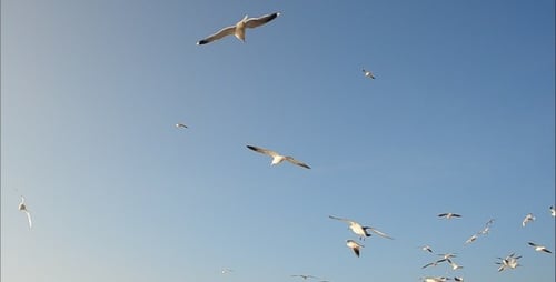 Seagulls Flying Together in a Clear Blue Sky