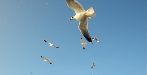 Seagulls 8