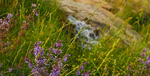 Flowers and Stream in a Peaceful Meadow