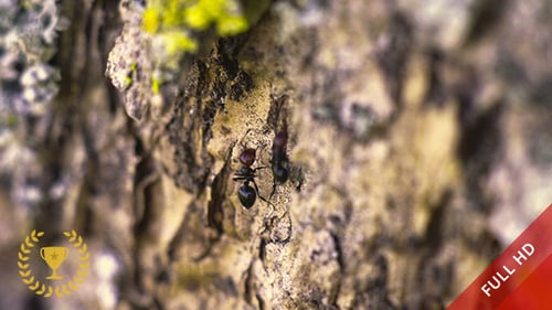 Ameisen auf einem Baum