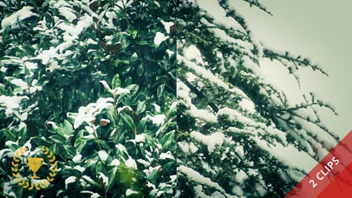 Winter-Bäume