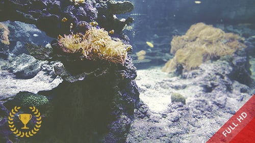 Underwater Scene