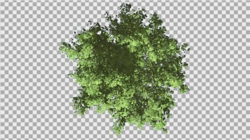 Top View Realistic Tree With Swaying Leaves And Alpha Channel