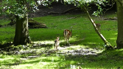 Deer Family Grazing in a Forest Meadow