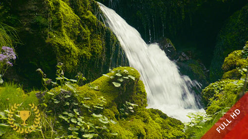 Water Flowing in the Jungle