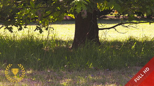 Shadow of a Tree