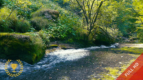 River in the Wild Forest