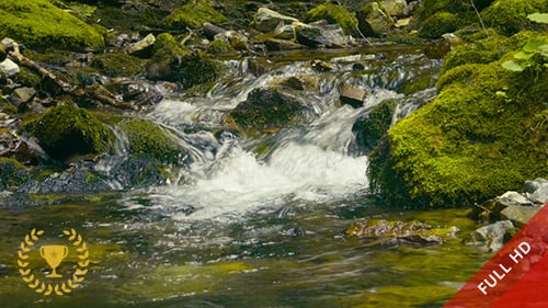 Wasser im Wald