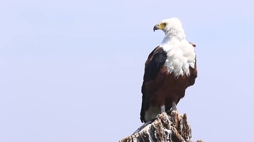 African Fish Eagle sits on stump perch, feathers ruffled by the wind