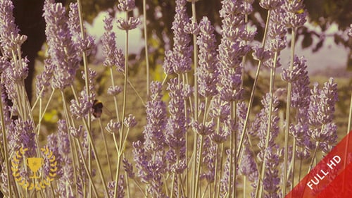 Lavanda e zangões