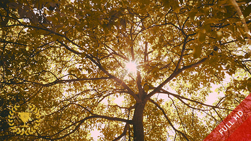 Sob uma árvore majestosa em um dia ensolarado