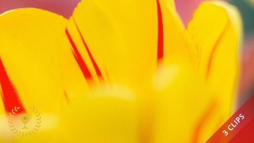 Tulipa colorida (pacote com 3)