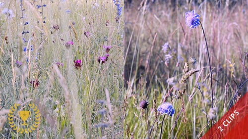 Pastoral Field of Wildflowers and Grasses