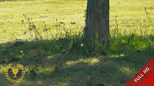 Under a Tree in a Sunny Day