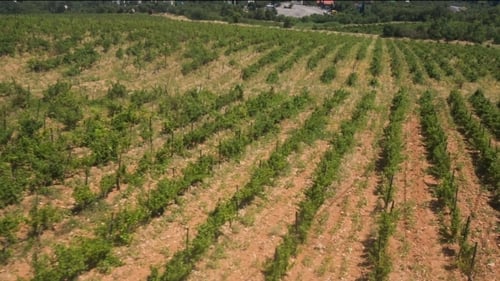 Aerial View of a Green Rural Vineyard