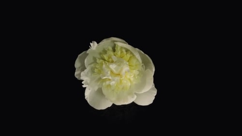 Peonía blanca floreciendo sobre fondo negro