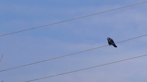 Black Bird Perched on Wire with Blue Sky