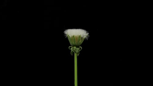 Löwenzahnblüten