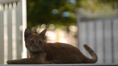 Chat regardant autour de lui