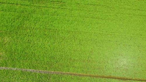 Rice Paddy Farm Field