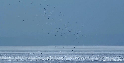Birds Flying Over Frozen Water Landscape