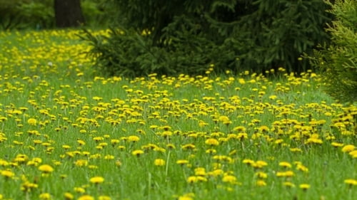 Meadow Of Dandelions